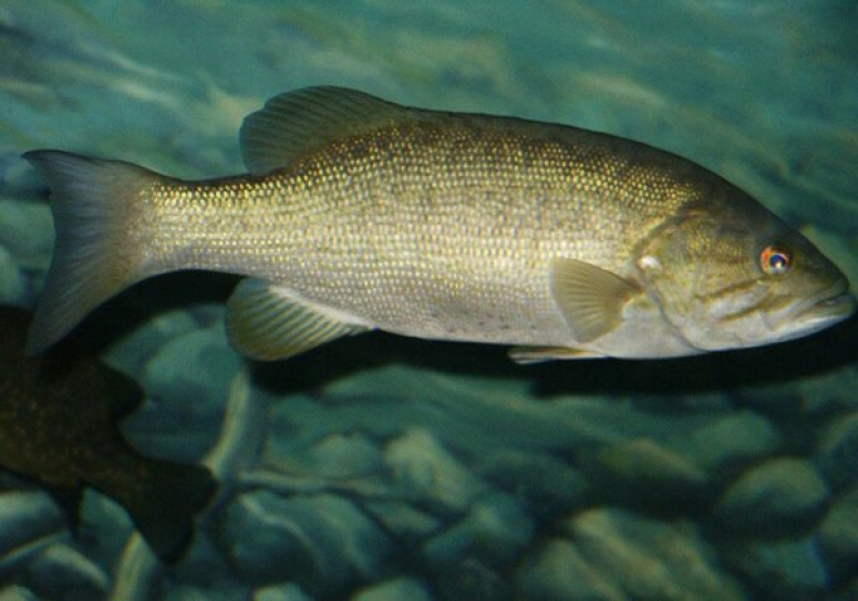 Your Birth Control Pills And Hamburgers Might Be Making These Fish Intersex