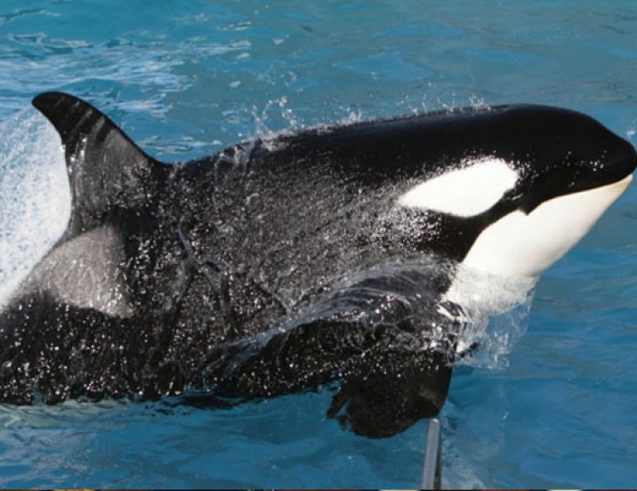 A String Of Orca Deaths At San Antonio's Seaworld Renews Concern About Captive Whale Conditions