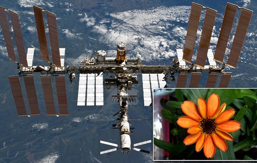 Nasa Astronaut Scott Kelly Posts Picture Of First Flower Grown In Space