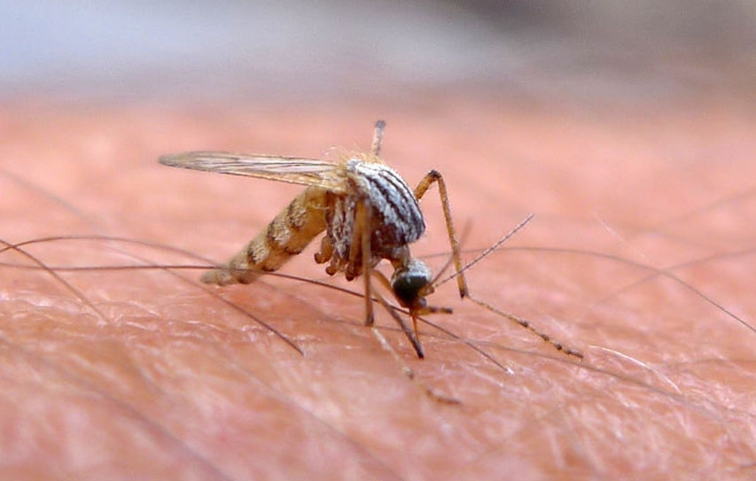 Why Eradicating Earth’s Mosquitoes To Fight Disease Is Probably A Bad Idea