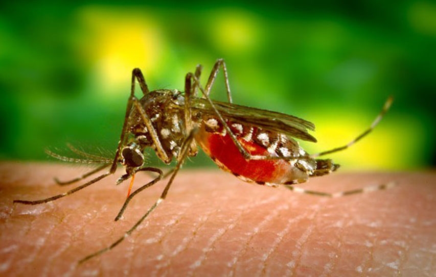 Instead Of Killing Mosquitoes, Why Don’t We Edit The Viruses Out Of Them?