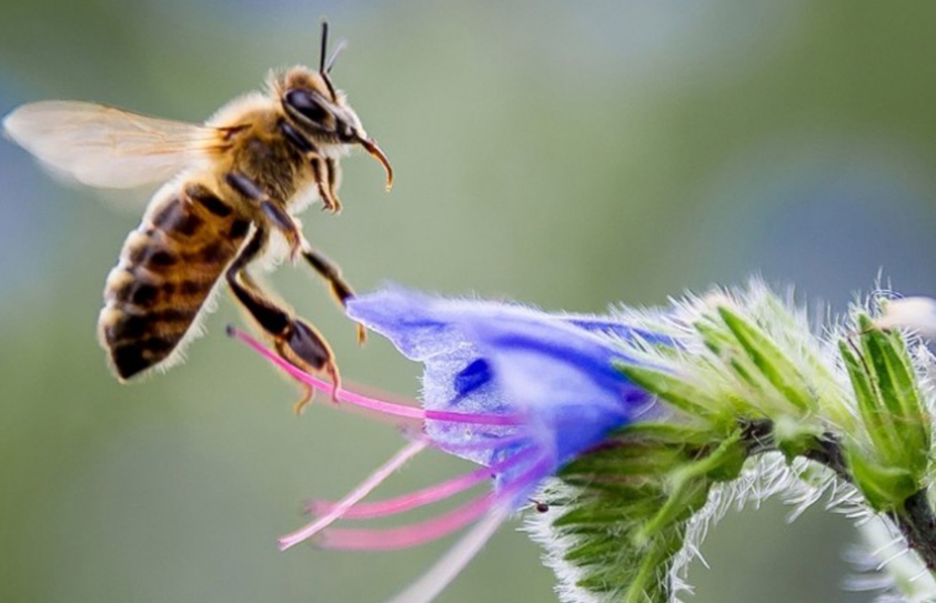 Bee Extinction Is Threatening The World’s Food Supply, UN Warns