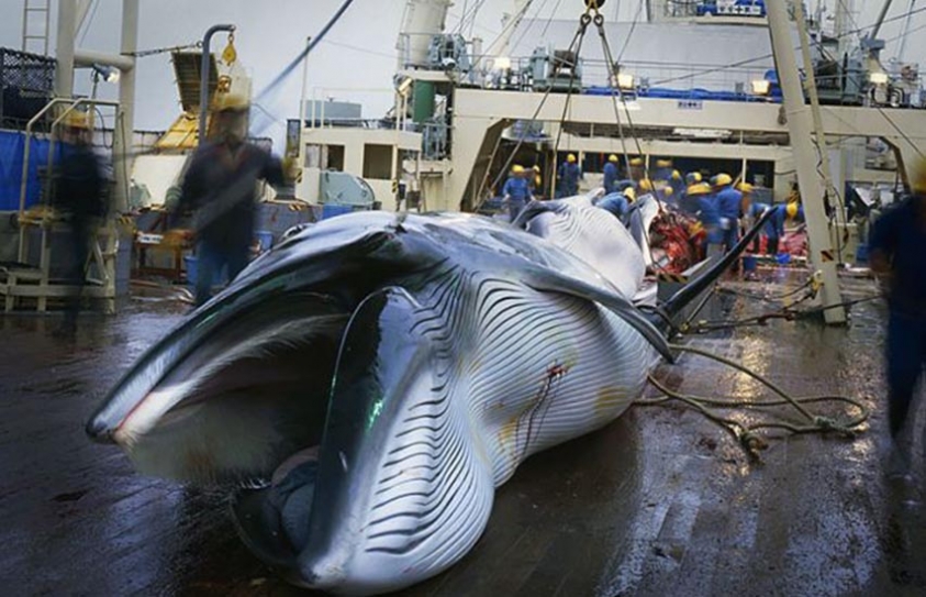 Icelandic Company Cancels Its Summer Hunt For The Endangered Fin Whale