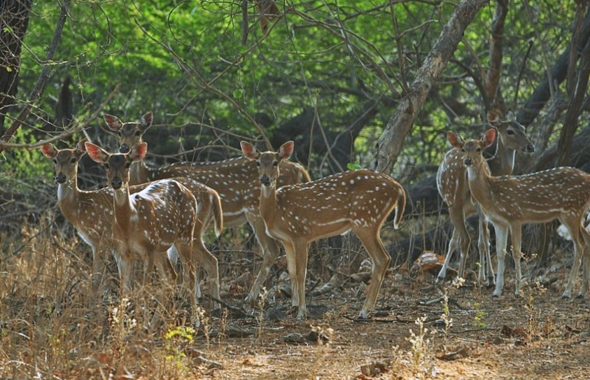 Wildlife Forest Department Clears Train Through City's National Park