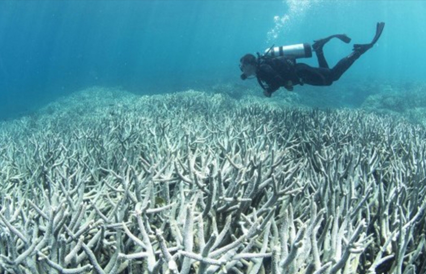 Is Climate Change Killing The Great Barrier Reef?