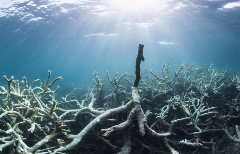 Coral Bleaching In The Great Barrier Reef Looks Like Climate Change
