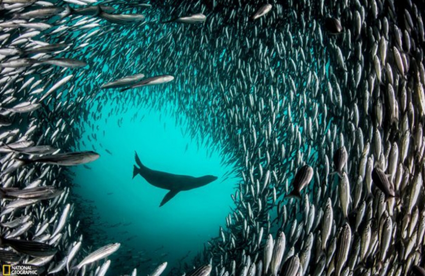 Ecuador Creates Galapagos Marine Sanctuary To Protect Sharks