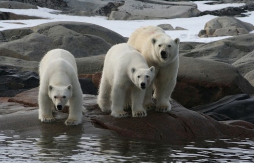 Polar Bears Losing Weight As Arctic Sea Ice Melts: Study