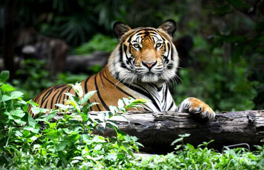 Tigers Are Making A Comeback For The First Time In A Century