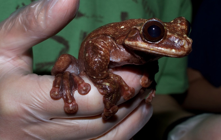 The Future Of The Frog Looks Bleak; Unless Humans Change