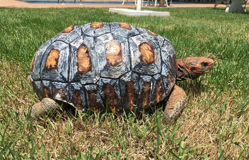 Fire-Damaged Brazilian Tortoise Receives New 3D Printed Shell