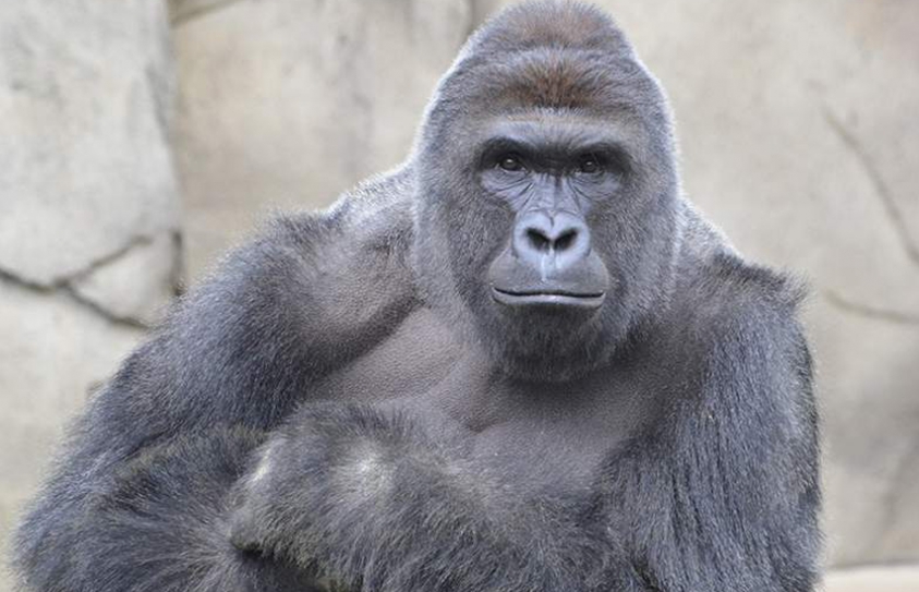 Video: Zookeepers Killed a Critically Endangered Gorilla After He Grabbed a Four-Year Old at the Zoo