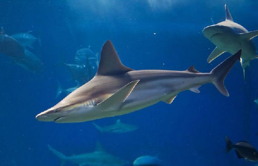 Malaysia Wants Sharks For Divers, Not For Soup