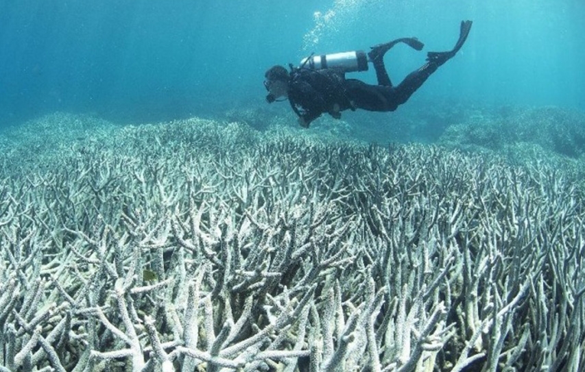 Report Says Huge Sections Of Australia's Great Barrier Reef Are Dead