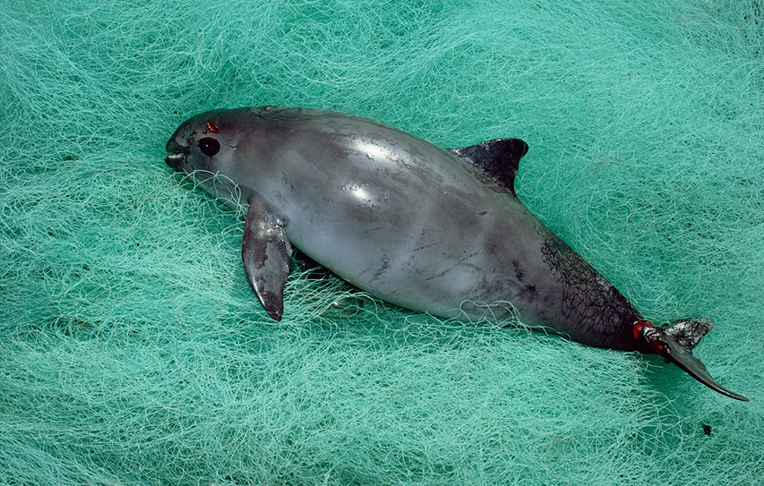 A Desperate Attempt To Save The World's Smallest Porpoise Could End Up Killing It Off