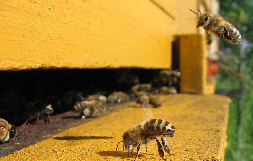Honey Bee Extinction Will Change Life As We Know It
