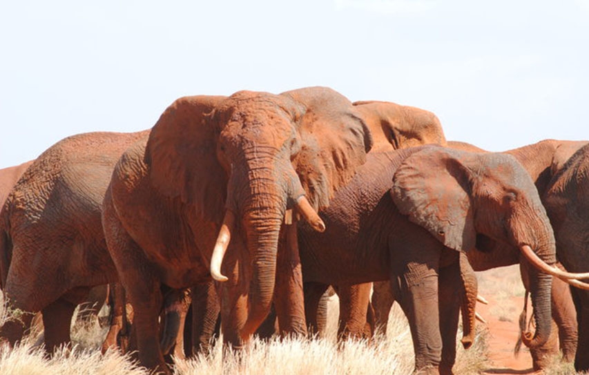 Changing Kenya’s Landscape For Wildlife And Jobseekers