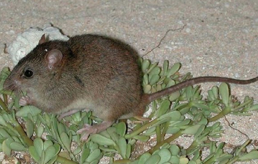 Australian Rodent Is First Mammal Made Extinct By Human-Driven Climate Change, Scientists Say