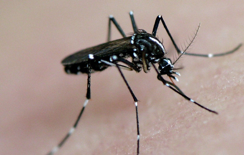 This App Helps Citizens Report Deadly Mosquito Sightings
