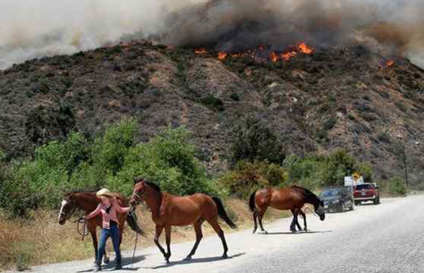 How 2 Rivals Teamed Up To Evacuate Nearly 200 Horses Amid Fast-Moving Wildfires