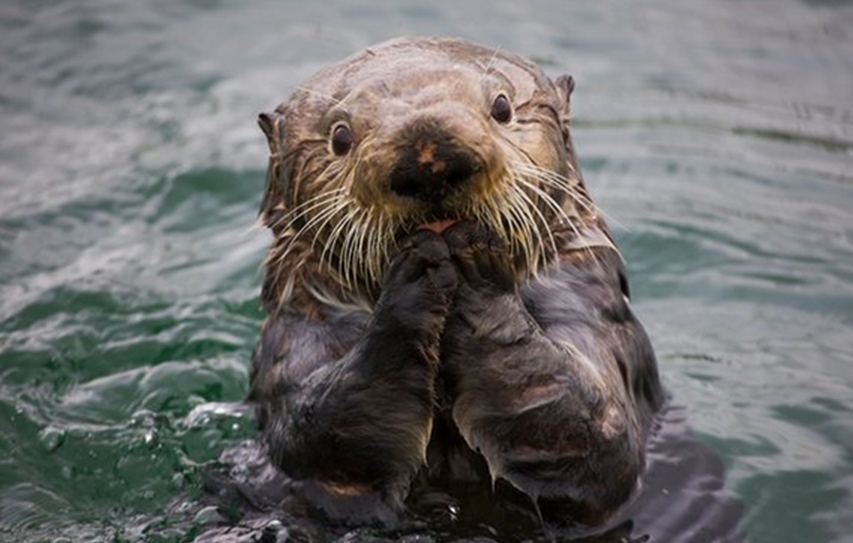 How Sea Otters Help Save The Planet