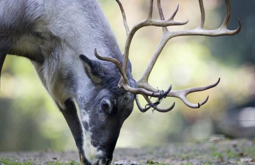 1,500 Reindeer Dead, 40 Humans Hospitalized Amid Anthrax Outbreak In Siberia