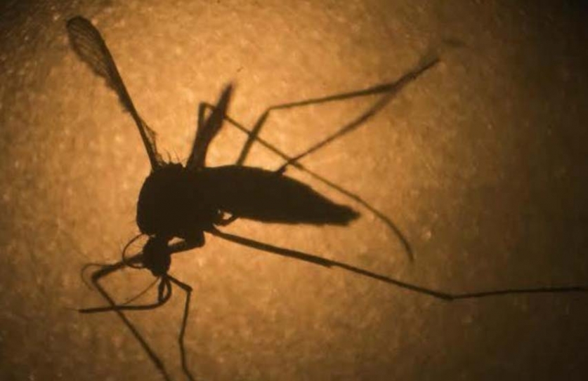 Zika Linked To Nerve Disease That Causes Paralysis In Adults