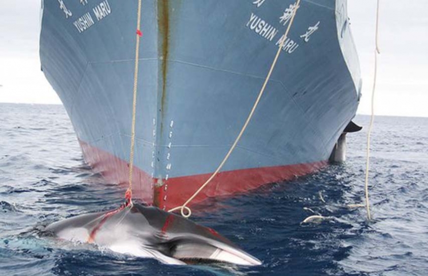 Japan To Face Criticism At International Summit For Flouting Whaling Ruling