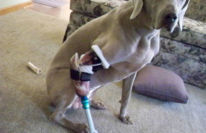 This Vet Is Putting Amputee Animals Back On Their Feet With Prosthetic Limbs. Free Of Cost!