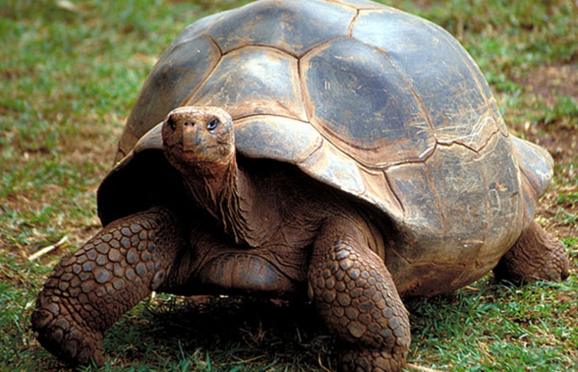 Scientists Fight For An Endangered Tortoise With A Secret Weapon: Lasers