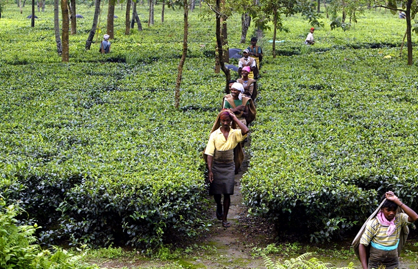 Cry To Protect Child Rights In Tea Gardens