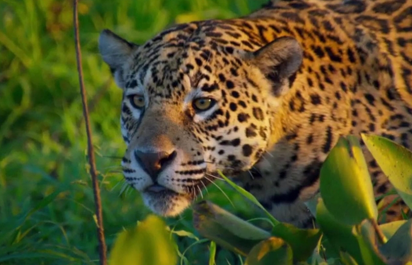Planet Earth 2 Answered A Question: Who Will Win A Fight, A Crocodile Or A Jaguar