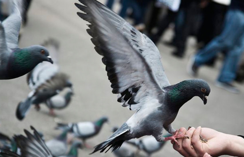 To control bird population, Barcelona to feed contraceptives to pigeons!