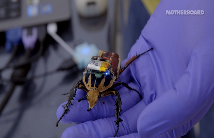 Meet the Cyborg Beetles, Real Insects That Are Controlled Like Robots