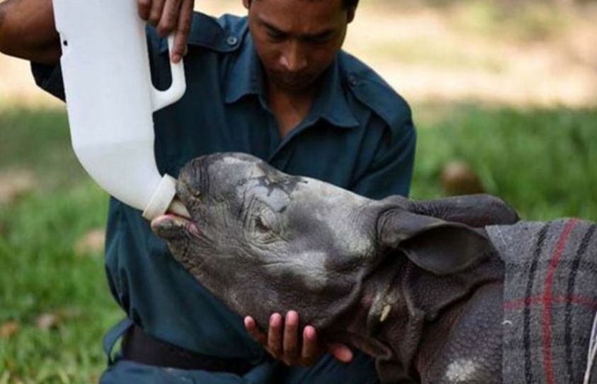 How A Determined Vet In Kaziranga Is Saving India’s Orphan Animals