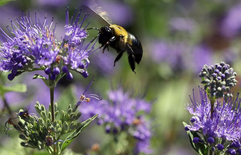 Pesticides Stop Bees Buzzing And Releasing Pollen, Says Study