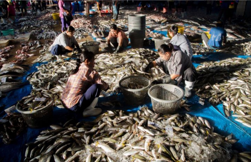 Thai Fishing Industry: Abuses Continue In Unpoliced Waters, Greenpeace Claims