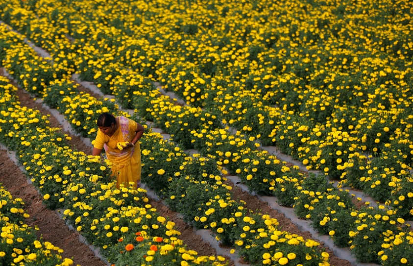 Women Farmers In Northern India Battle Tradition, Self-Doubt To Own Land