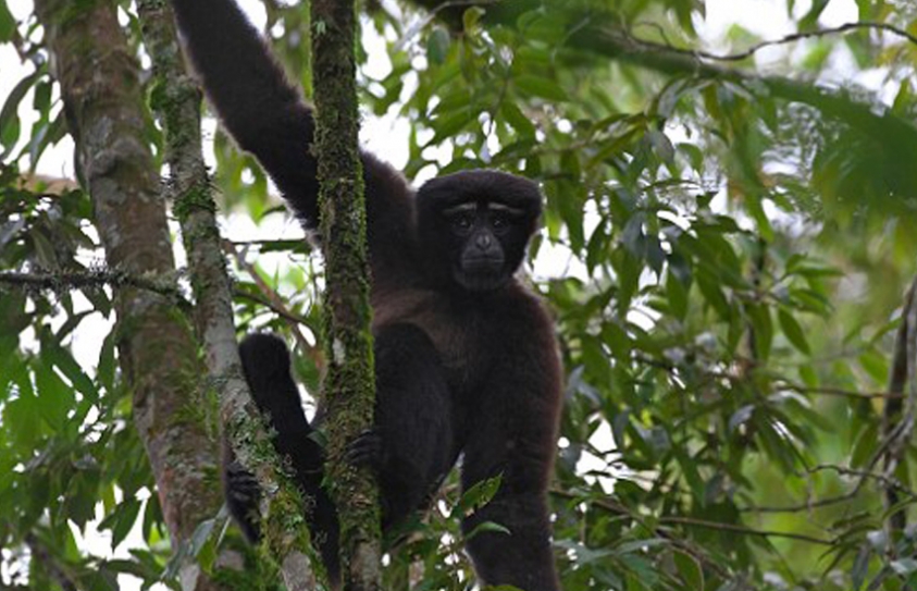 New Species Of Gibbon Discovered In China