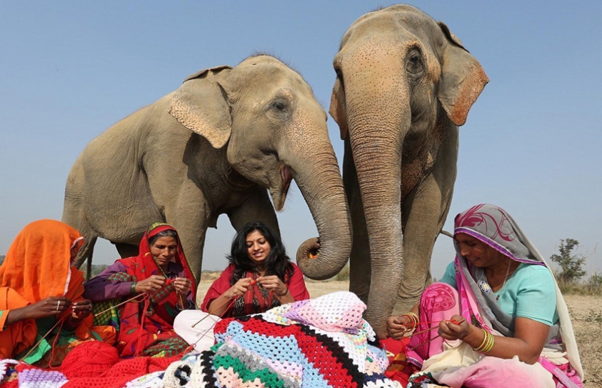 Locals Are Knitting Giant Sweaters For Rescued Elephants In This Mathura Village