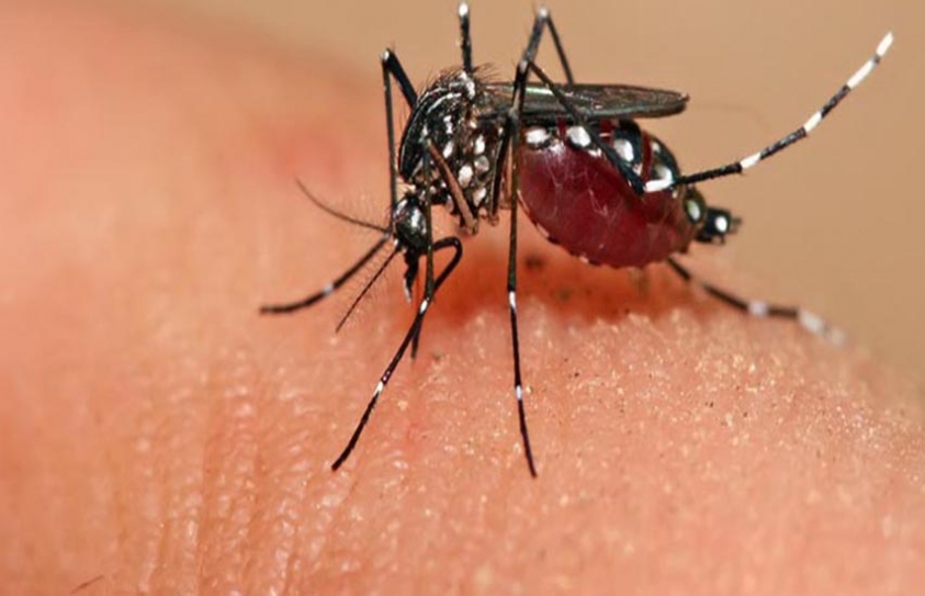 Why Dengue Turns Fatal For Patients With Second Infection 