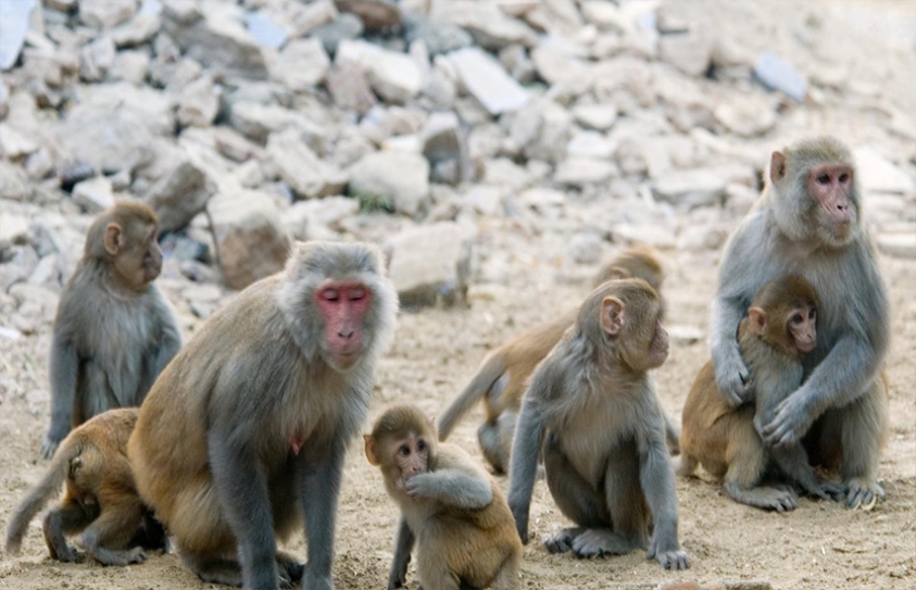 Rhesus Monkeys Took Male Birth Control And They’re Just Fine 