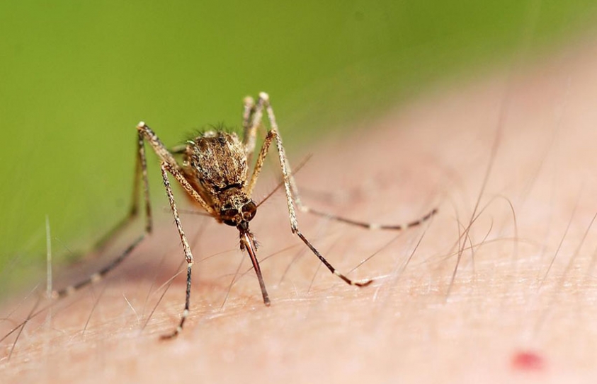 On Top Of Everything Else, Climate Change Helps West Nile Disease To Spread 