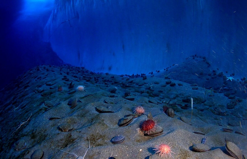 We Need To Regulate The Seabed Before Mining Companies Destroy It 