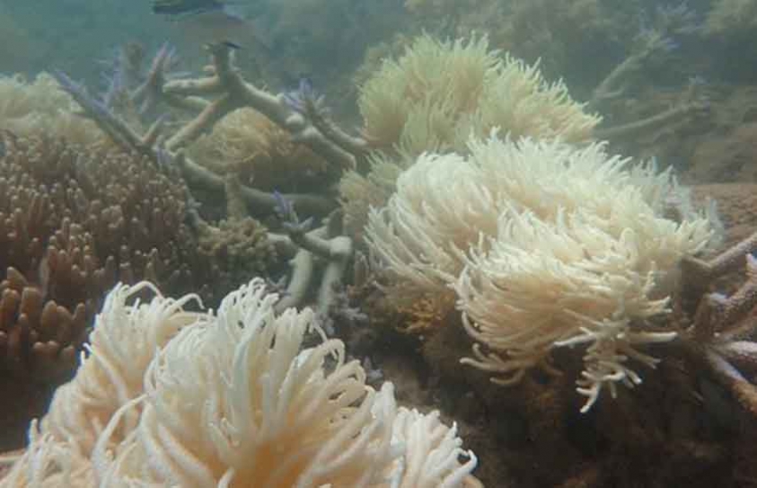 Images Of New Bleaching On Great Barrier Reef Heighten Fears Of Coral Death 