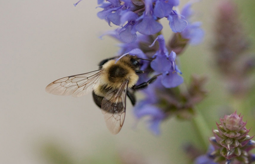 A small City In Iowa Is Devoting 1,000 Acres Of Land To America's Vanishing Bees