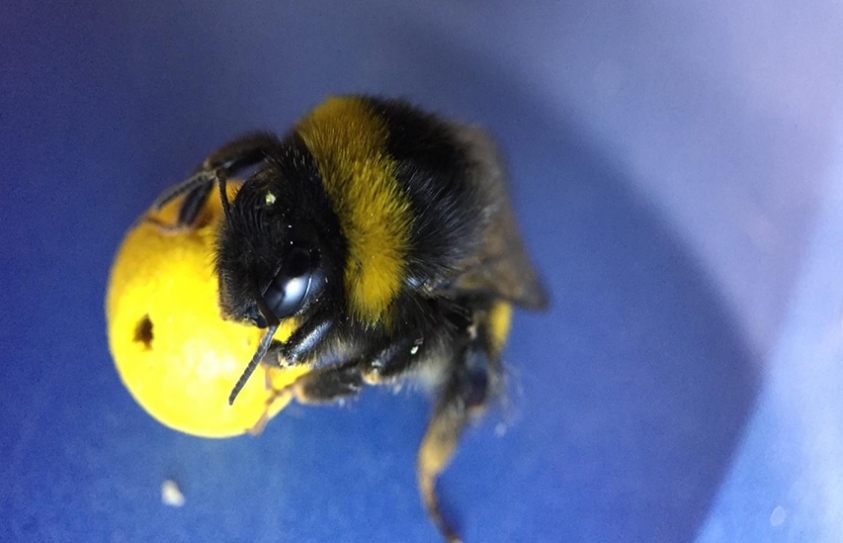 Scientists Used A Little Bee Puppet To Teach Real Bees How To Play Bee ‘Soccer’