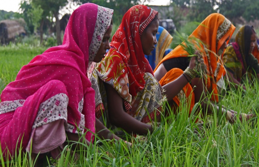 Study Highlights Dismal Condition Of Women Farmers 