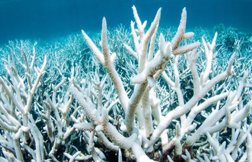 Great Barrier Reef Bleached For Unprecedented Second Year Running 