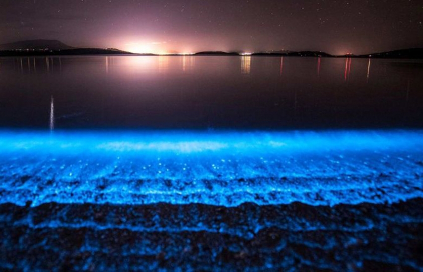 Tasmania's Coastline Glows In The Dark As Plankton Turn Blue 